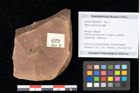 Foto (Objekt + Etikett) von Myrica lignitum Unger (NHMW-GEO-2024-0188-0629)